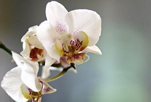 Eine weiße Orchidee. Foto: Ronald Westheide